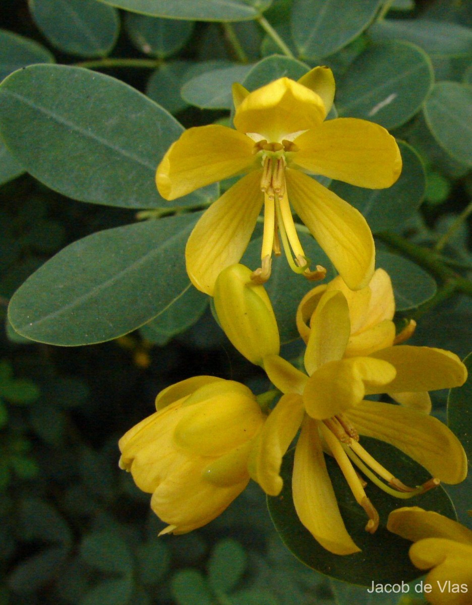 Senna bicapsularis (L.) Roxb.